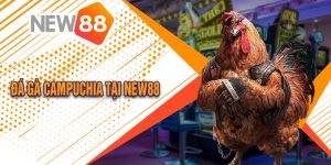 Đá Gà Campuchia Tại New88 Lịch sử, Luật chơi, Cách đặt cược 